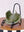 Green Tea Sponge Rest